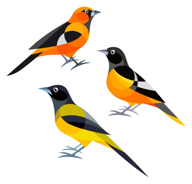 ilustraciones, imágenes clip art, dibujos animados e iconos de stock de estilizadas y aves - oriole