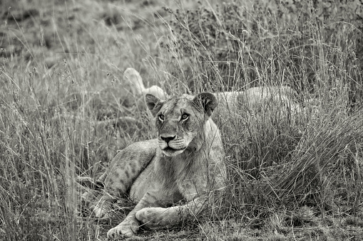 Cheetah alone in Tsavo national Park