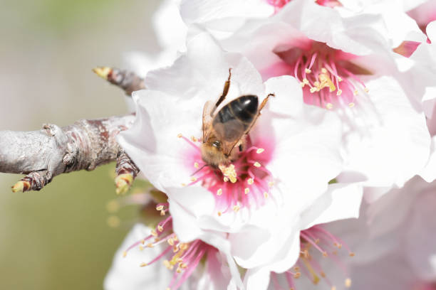 Almond blossom flowers and bee
