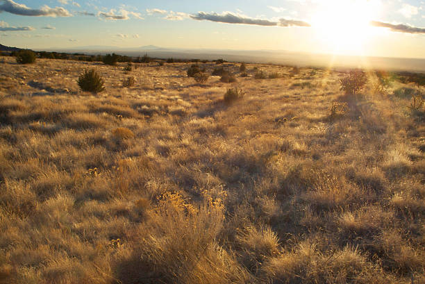 istock golden southwestern meadow sunset 91338731