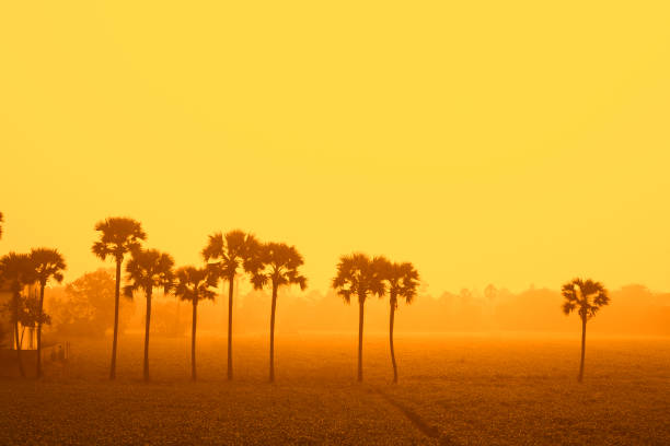 Late afternoon sunset view of landscape in India.  Corn field crop and Indian palm trees in fog.
