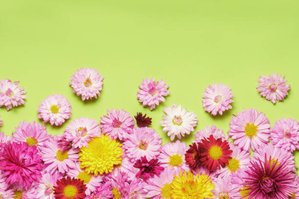 istock Autumn flowers over green background with copy space. 913391564