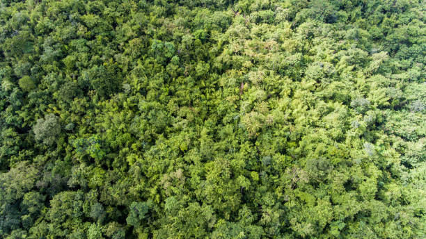 istock Aerial view of the forest. 913394512