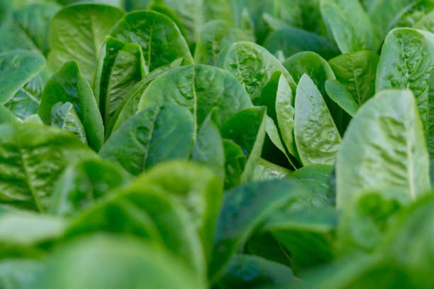 istock Hydroponic vegetable is green leaves growing with water for Salad. 913394906
