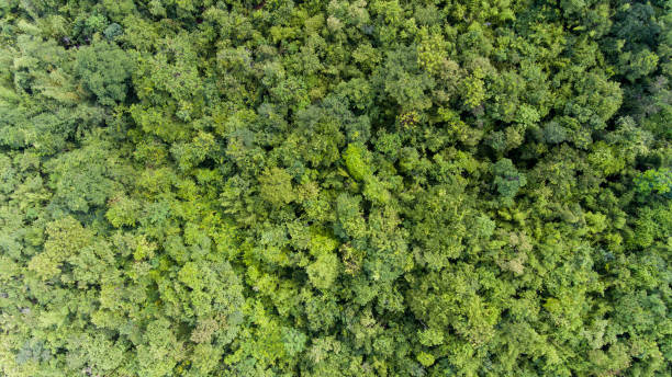 istock Aerial view of the forest. 913395116