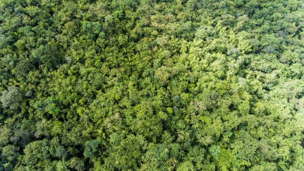 istock Aerial view of the forest. 913395360