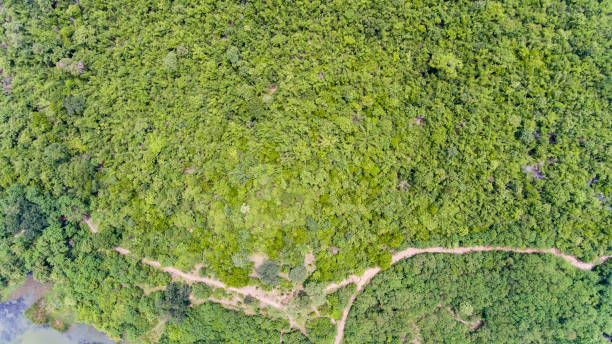 istock Aerial view of the forest. 913395498
