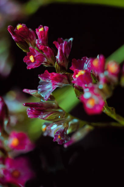 istock Purple flowers macro 913395736