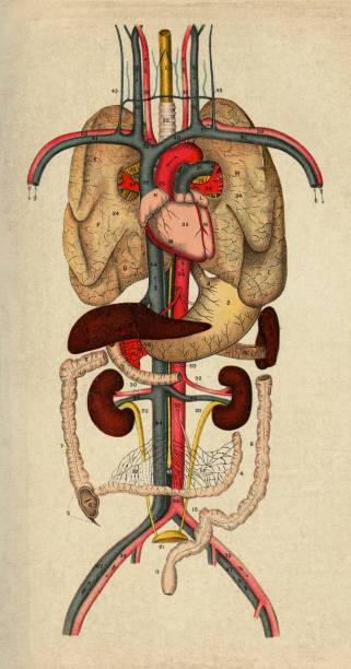 illustrations, cliparts, dessins animés et icônes de anatomie humaine - engraved image engraving liver drawing