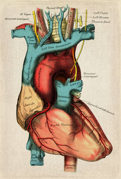 Human Heart Human Heart - Scanned 1892 Engraving pulmonary artery stock illustrations