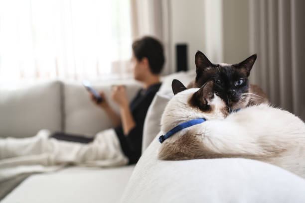 istock Woman relaxing at home with cats 913396286