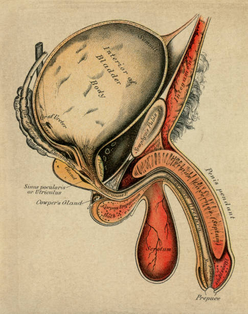 диаграмма мужской анатомии - головка пениса иллюстрации stock illustrations