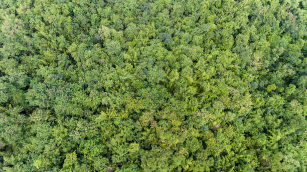 istock Aerial view of the forest. 913399024
