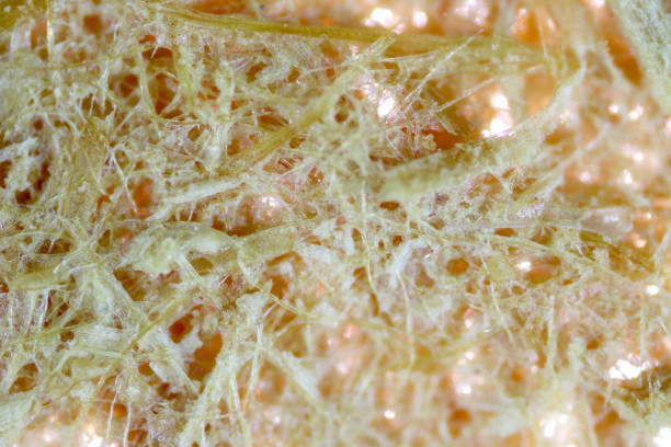 фоновое пальмовое волокно масла, крупным планом пальмовое волокно масла под микроскопом для химического анализа в лаборатории. - hydrolysis стоковые фото и изображения