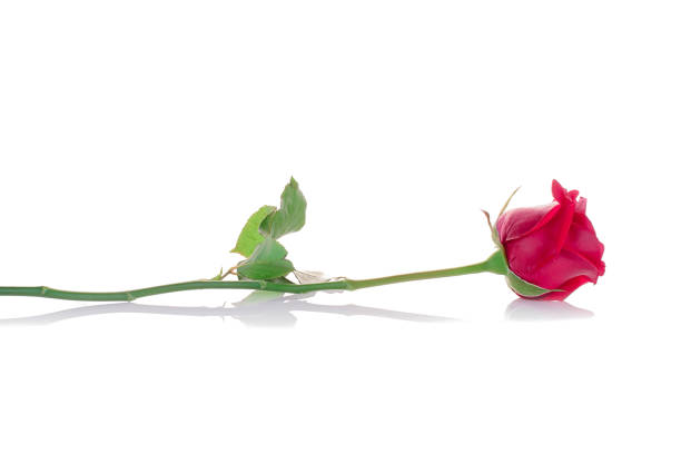 istock rose valentine flowers close up on background. 913399776