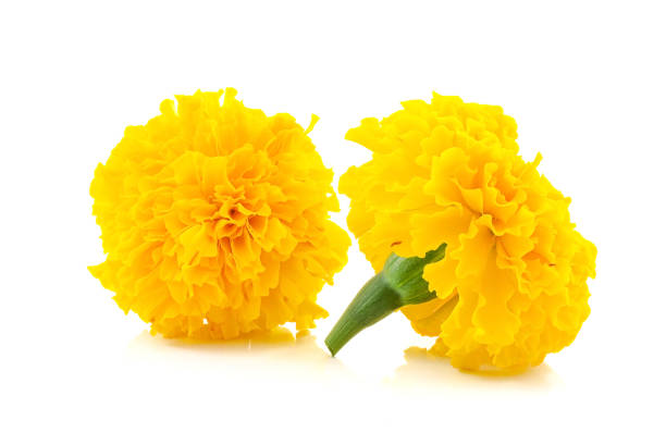istock Marigold flower beautiful blossom background 913399988