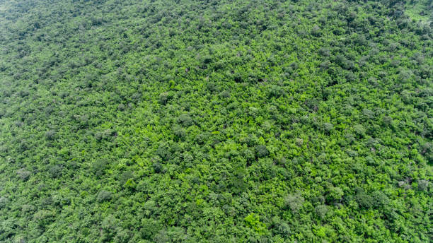 istock Aerial view of the forest. 913400162