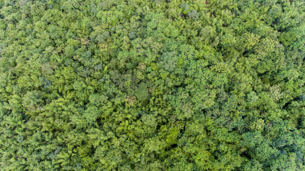 istock Aerial view of the forest. 913402696