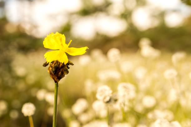 Macro image of yellow wild flower and blur white flowers field background Close up image of  yellow wild flower call "Xyridaceae"  and blur background white flowers field xyridaceae stock pictures, royalty-free photos & images
