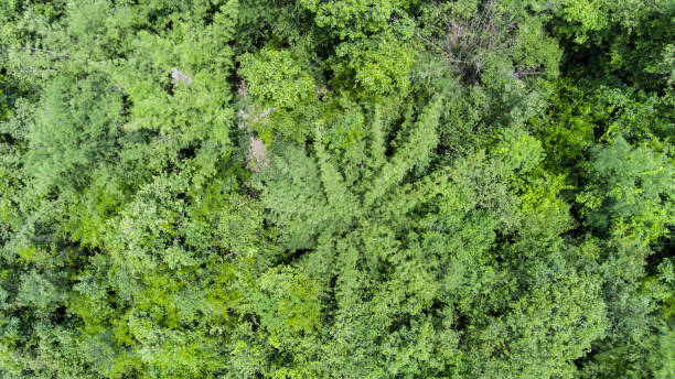 istock Aerial view of the forest. 913406424