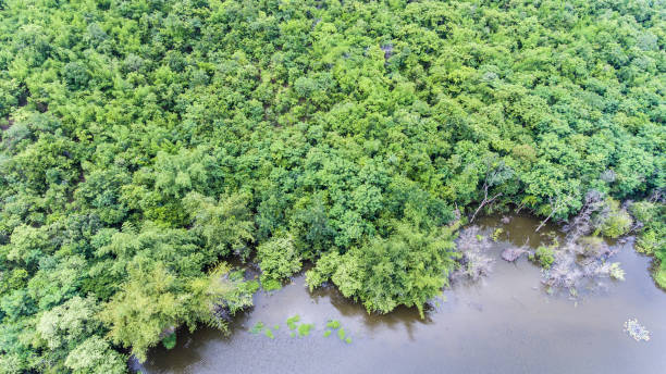 istock Aerial view of the forest. 913407202