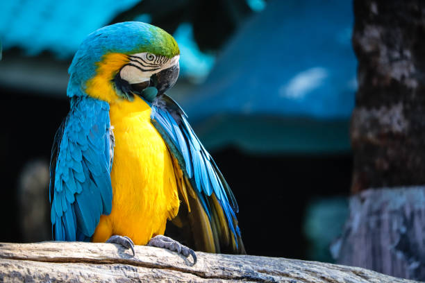 istock colorful blue and yellow macaw parrot (Ara ararauna) 913407696