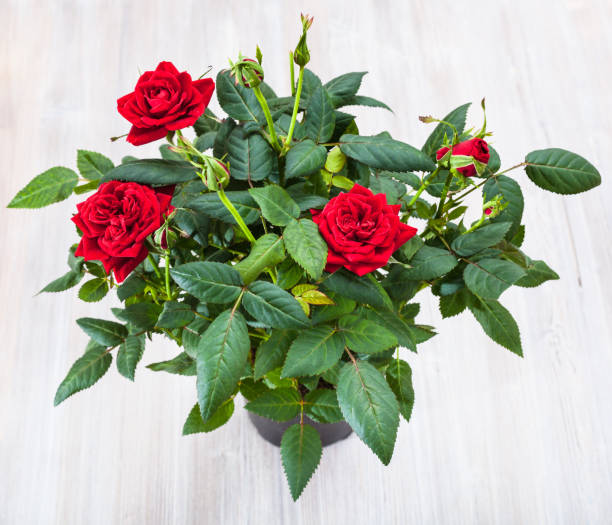 istock bush with fresh red rose flowers in pod on table 913407978