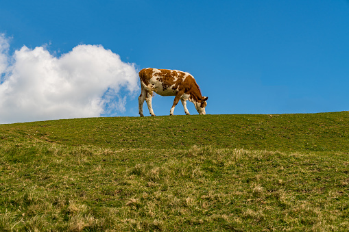 'The farting cow', a Cow with a cloud, seen near Worth Matravers, Jurassic Coast, Dorset, UK