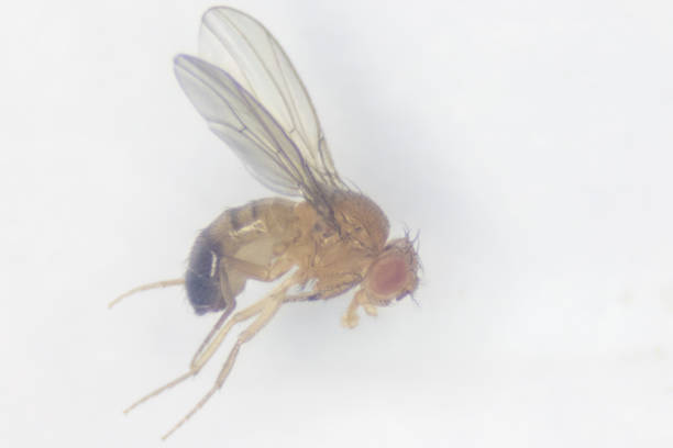 istock Study genetic of Drosophila melanogaster (fruit fly, vinegar fly) for education in laboratory. 913410762