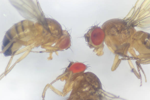 istock Study genetic of Drosophila melanogaster (fruit fly, vinegar fly) for education in laboratory. 913410834