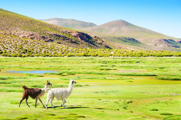 istock Llama on the green field in the Andes mountains 913410852