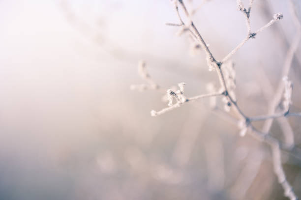 istock Hoarfrost on the trees in winter forest 913415398