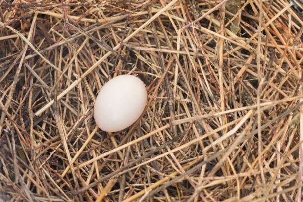 istock Natural woven straw Bird nest with egg inside as Easter concept with copy space 913415924