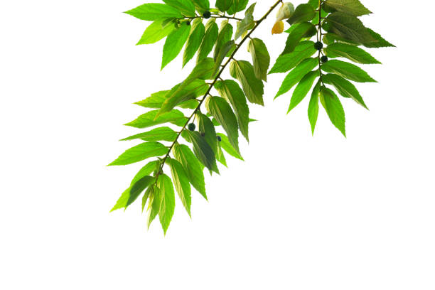 istock Green leaves hanging isolated on white background. 913418208