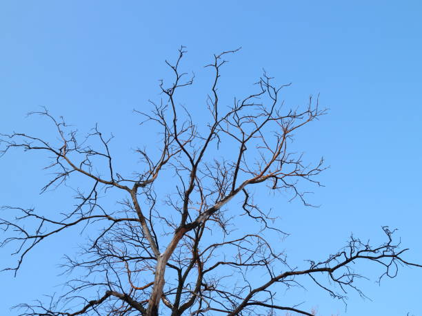 istock crown of a tree on a winter day 913418998