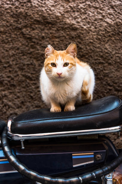 istock Cat sitting on bike in backstreet 913419010