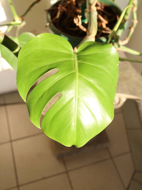 istock green leaves tropical plant decoration office 913419932