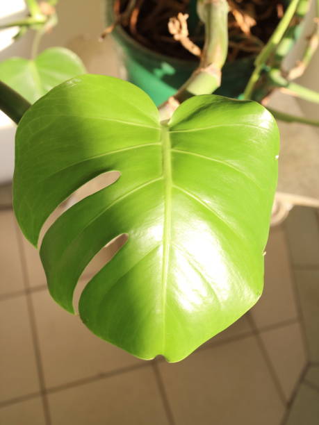 istock green leaves tropical plant decoration office 913419970
