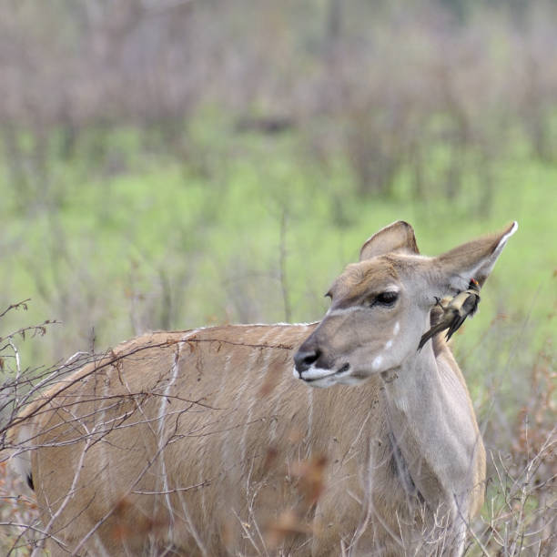 A female southern lesser kudu having its ear cleaned by a Red-billed Oxpecker. In addition to eating insects, the Oxpecker is gathering nesting material in the form of Kudu ear hair. The kudu seems to be happy with the arrangement.