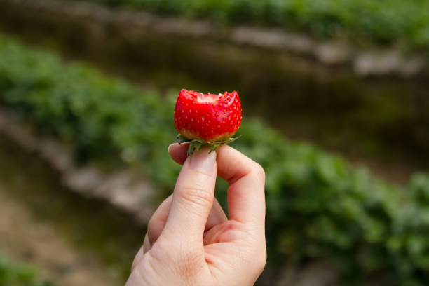 istock Strawberry on woman hand 913426476