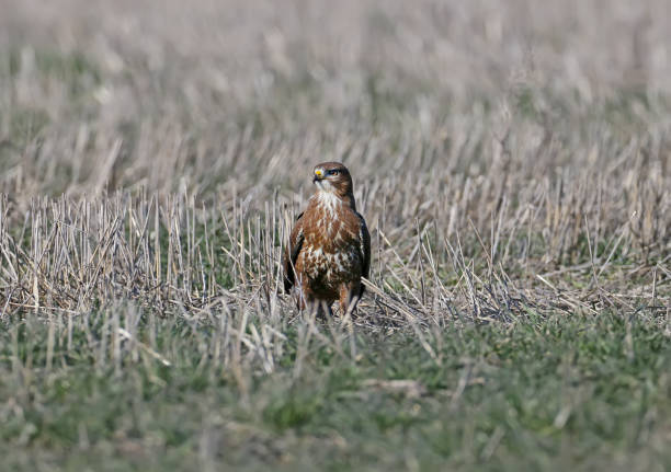 istock Common buzzard on the ground in natural habitat 913426784