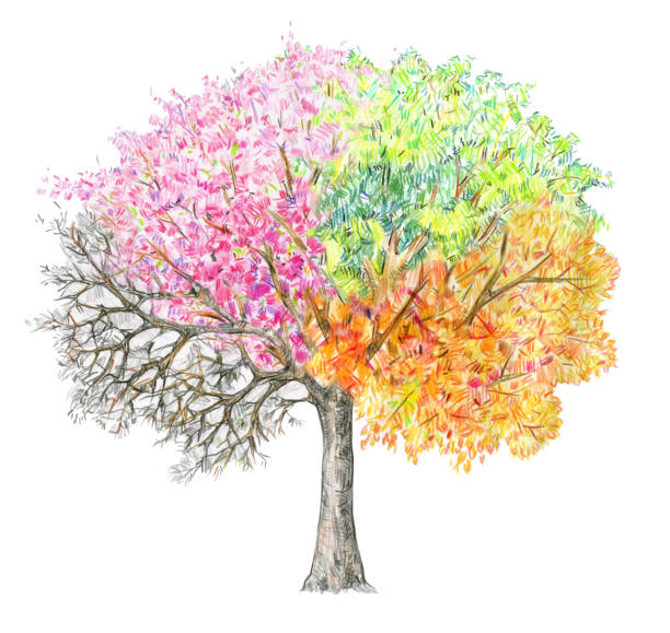 illustrations, cliparts, dessins animés et icônes de quatre saisons.  handdrawing arbre isolé sur blanc. - flower single flower leaf tree