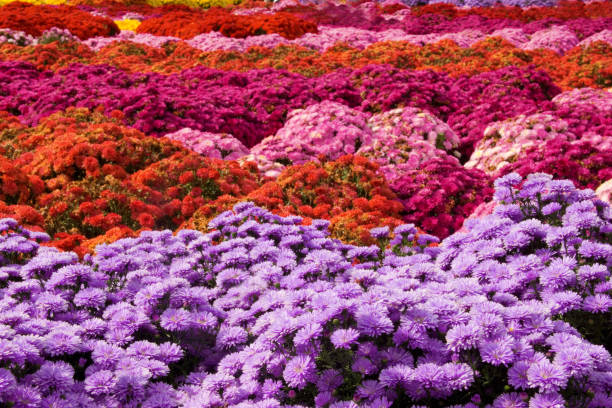 istock Mums Shades of Pink 913431978