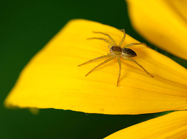 istock Spider on the lily petal 91343400