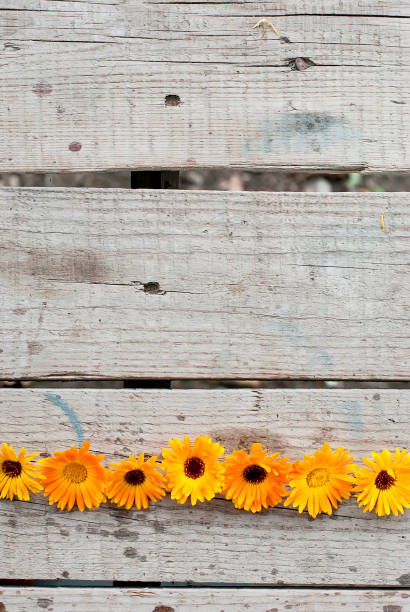 istock flowers of a medicinal calendula. 913434886