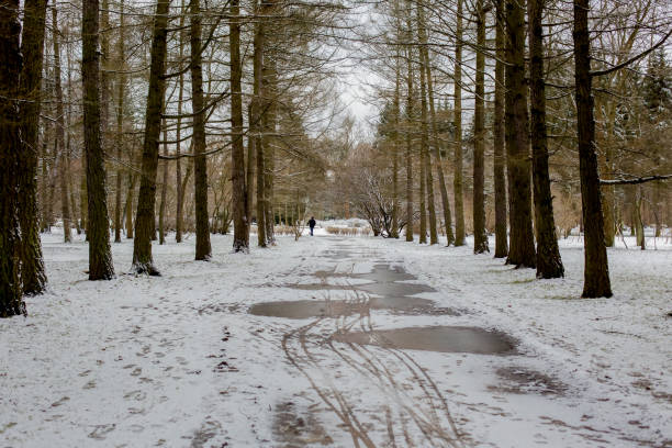 A woman in a pink winter coat walks a small dog on a leash along a snowy suburban sidewalk. Quiet, cozy outdoor moment captured on a wintry morning in a calm neighborhood.