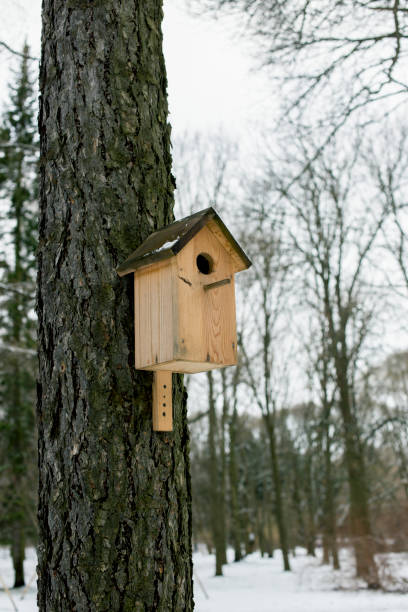istock Birdhouse, a bird feeder 913434906