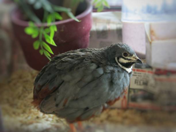 Pet Quail Bird in Cage