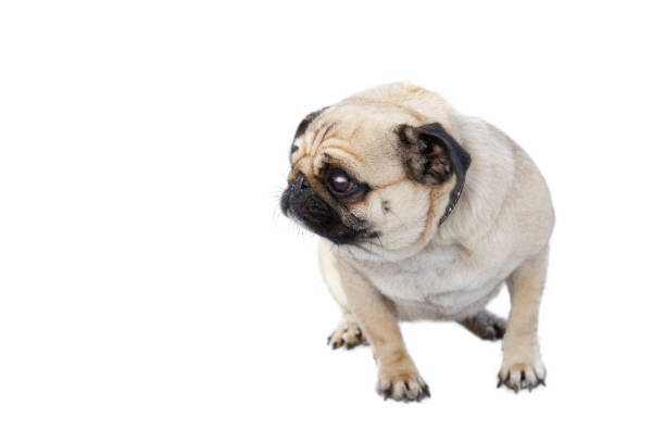 istock Small dog of pug breed isolated on white background. 913441924