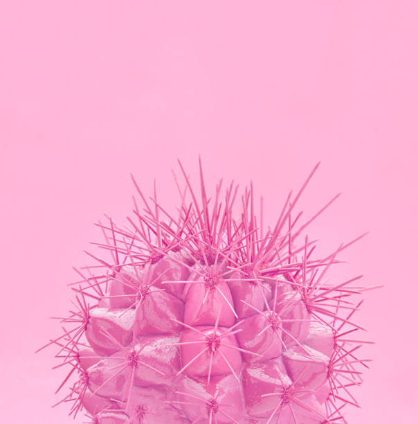 tropische mode roze cactus op papier achtergrond. trendy minimale pop-art stijl en kleuren. - onconventioneel leiderschap stockfoto's en -beelden